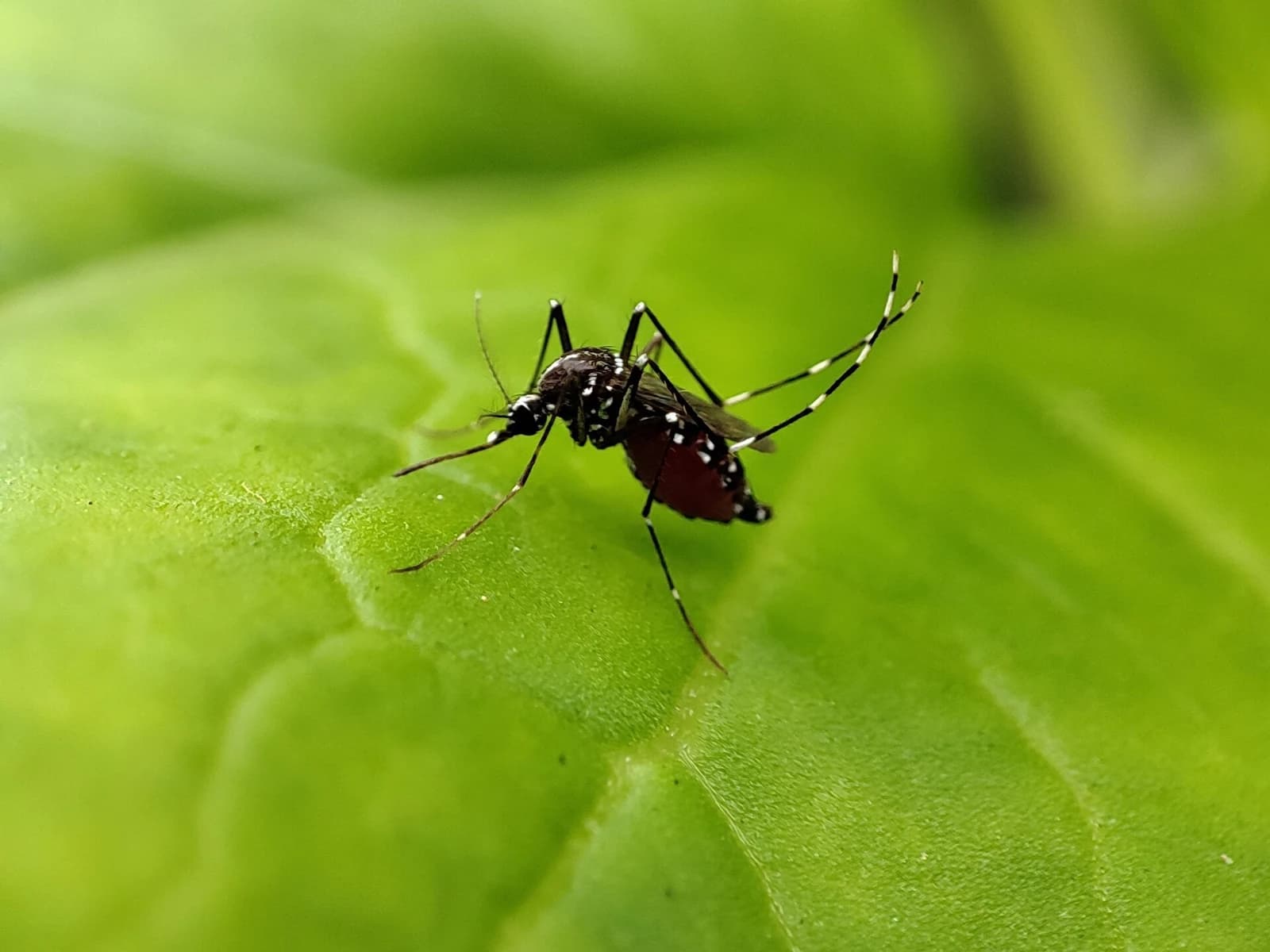 Dengue emergency still in effect: free tire drop-off through Oct. 30 and yard checks in Palm Harbor